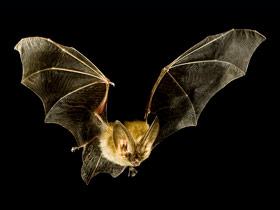 Fumiray Control de plagas