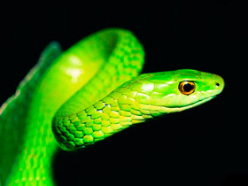 Fumiray Control de plagas