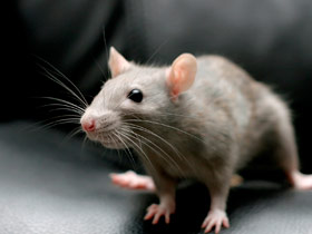 Fumiray Control de plagas