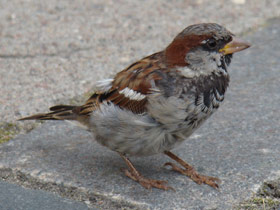 Fumiray Control de plagas