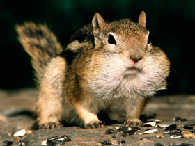 Fumiray Control de plagas