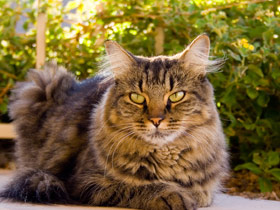 Fumiray Control de plagas