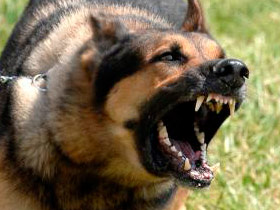 Fumiray Control de plagas