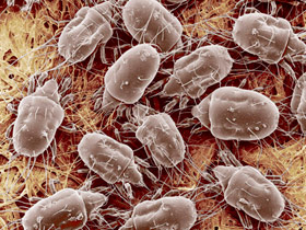 Fumiray Control de plagas